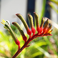 kangaroo paw